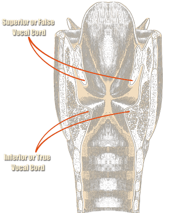 Larynx with vocal folds